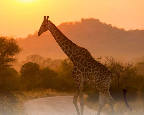 descubriendo africa
